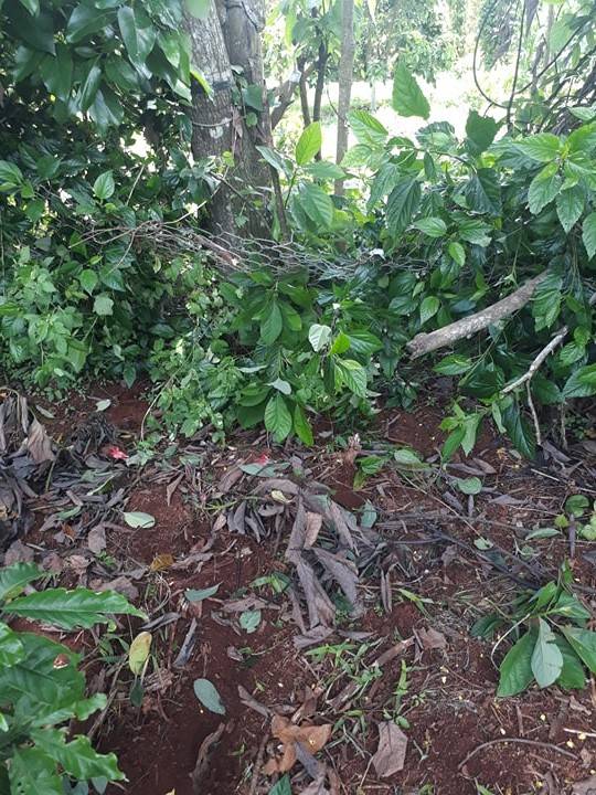 NỖI LO MẤT TRỘM VƯỜN CỦA ANH NĂNG, NGƯỜI ANH TRỒNG BƠ TUYỆT VỜI ! 2 chống trộm vườn cây capitech