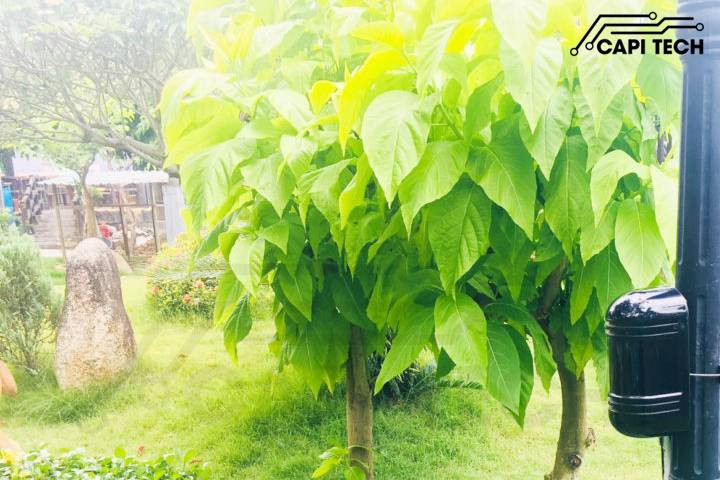 chống trộm leo rào capitech.vn